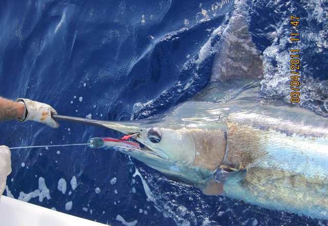 ANGLER: Adrian Loves  SPECIES: Blue Marlin  WEIGHT: 250+ Kg LURE: JB Lures, Stripy Ripper